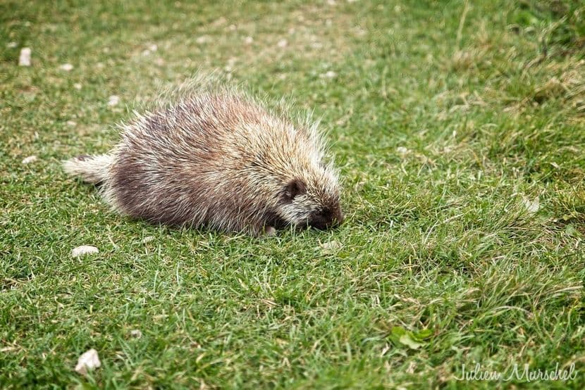 Porc-épic 02