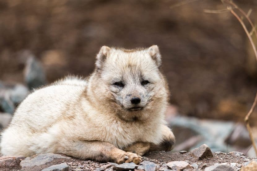 Renard polaire 03