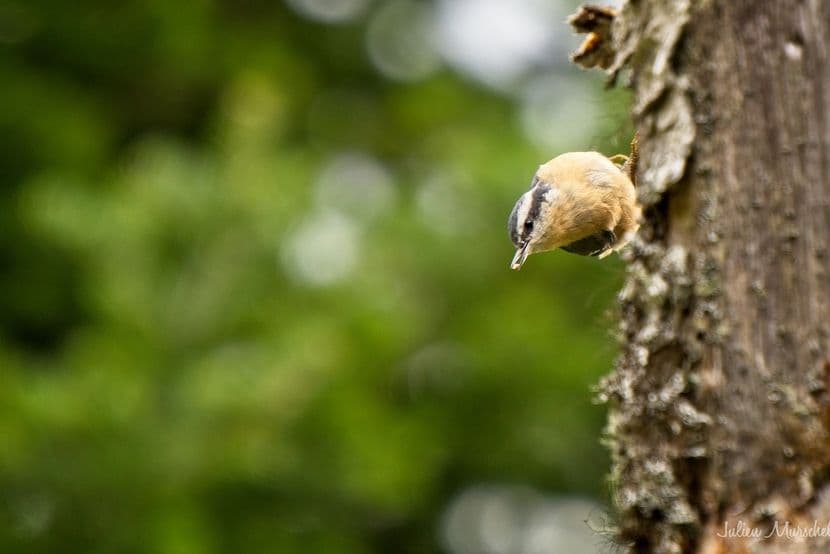Sittelle à poitrine rousse 01