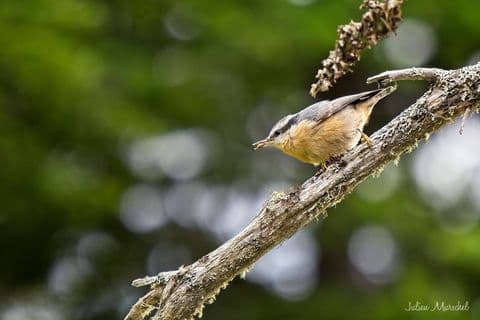 Sittelle à poitrine rousse 02