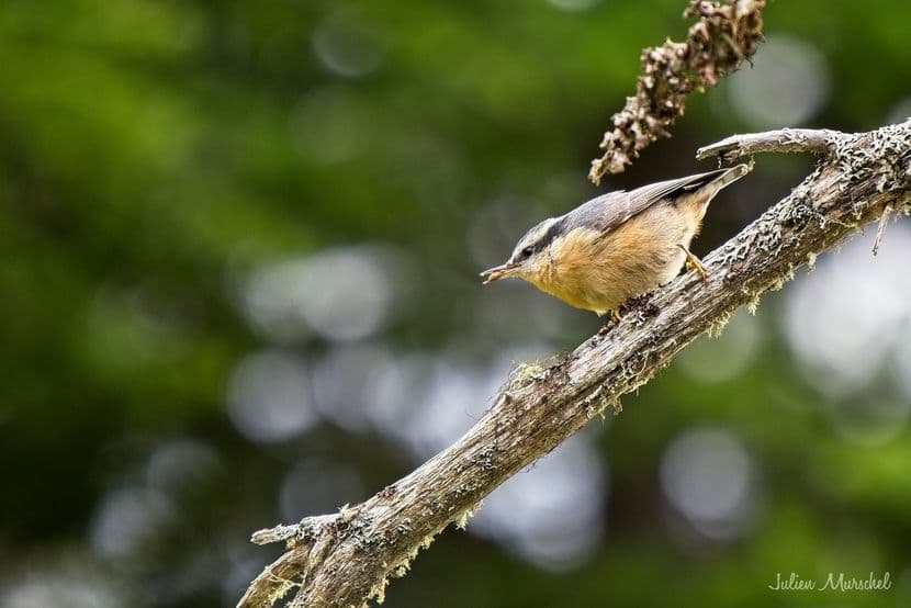 Sittelle à poitrine rousse 02