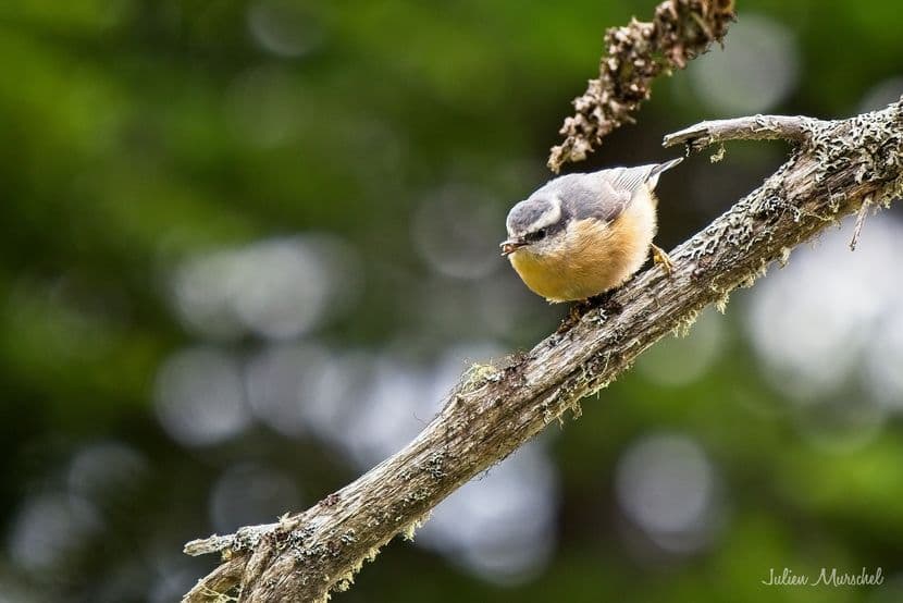 Sittelle à poitrine rousse 03