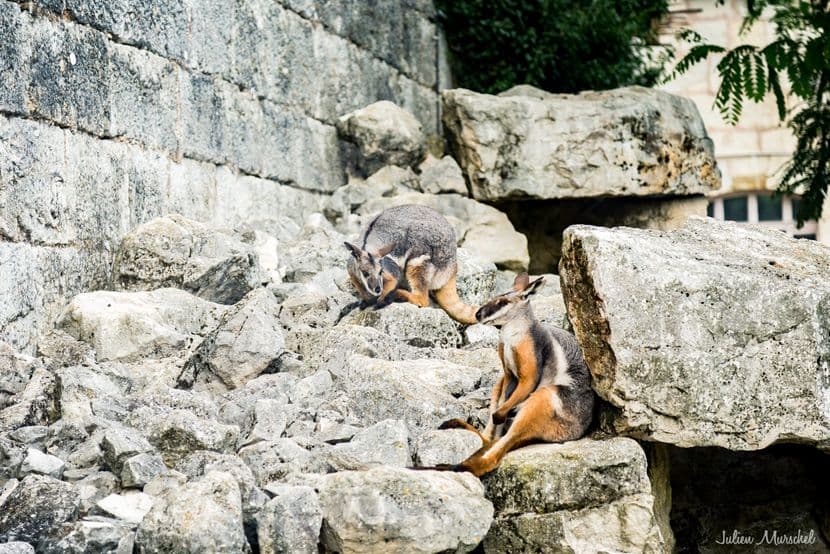Wallaby des rochers 01