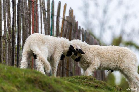 Mouton Et Chèvre 01