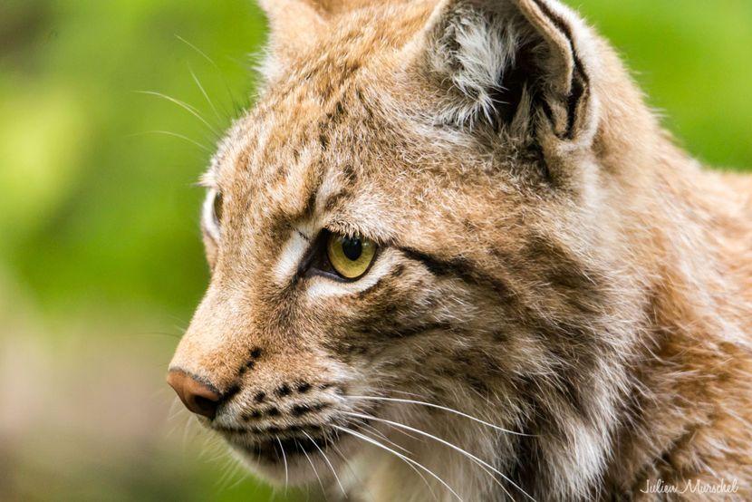 Lynx Boréal 02