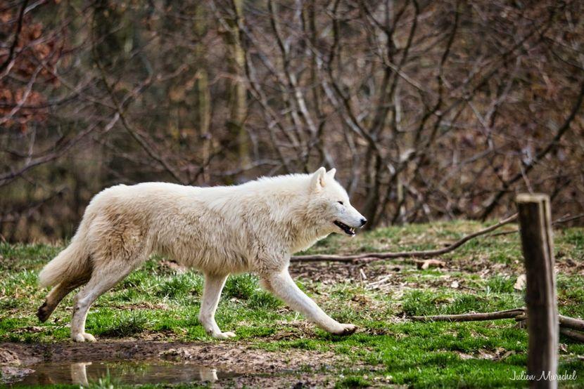 Loup Blanc Arctique 08