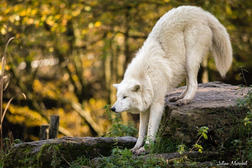 Loup Blanc Arctique 06