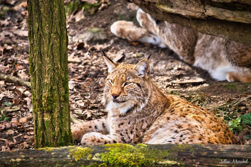 Lynx Boréal 09